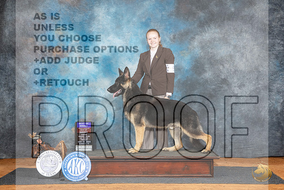 German Shepherd Dog #5 Fri BOBOHBOB Judge Karen Hynek__JP_6903_MARSHALL_2024_HR3