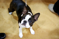 Boston Terrier Fri Ring