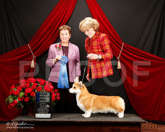 _ST_3462-2-HstnCorgiFeb2015-HR3