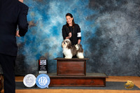 Havanese #10 Sat WBBOS Judge Suzane Dillin
