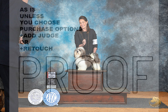 Havanese #10 Sat WBBOS Judge Suzane Dillin__JP_7655_MARSHALL_2024_HR3
