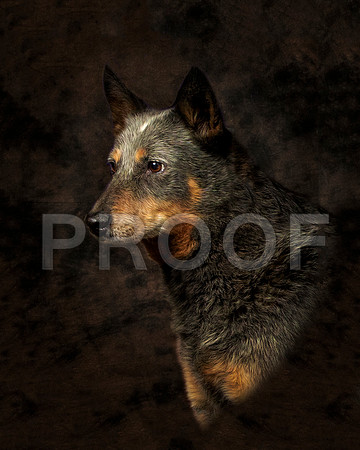 SSR_5254ee-©JulienLambert.com-HR6