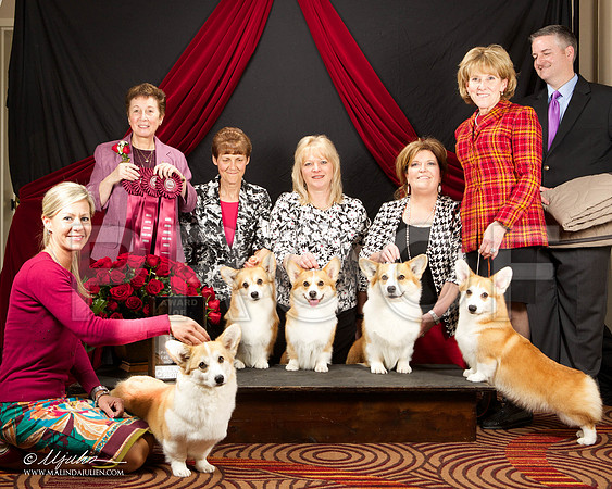 _ST_3427-HstnCorgiFeb2015-HR3
