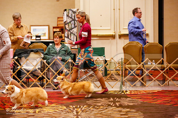 _JJ_8413-HstnCorgiFeb2015-HR3