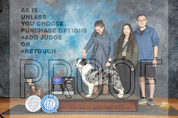 Border Collie #11 Sun WDBOWM Judge Lisa Graser__JP_8563_MARSHALL_2024_HR3