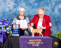 Chihuahua Smooth #17 Fri BOS Sweeps Judge Loma Foster