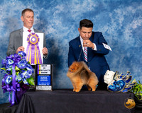 Pomeranian #11 Fri BISS Judge LUIS CARLOS ESPERON