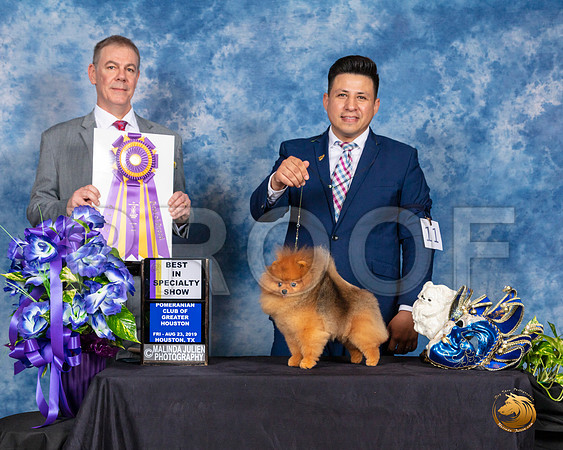 Pomeranian #11 Fri BISS Judge LUIS CARLOS ESPERON__SR_6641_HR3