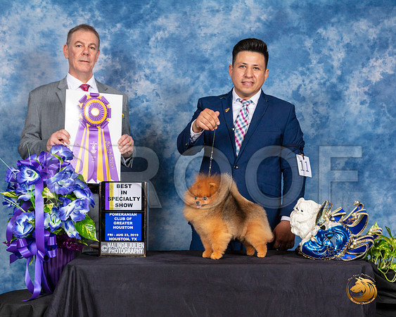 Pomeranian #11 Fri BISS Judge LUIS CARLOS ESPERON__SR_6643_HR3