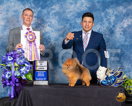 Pomeranian #11 Fri BISS Judge LUIS CARLOS ESPERON__SR_6647_HR3