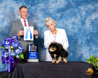 Pomeranian #7 Fri BOW NCh Judge LUIS CARLOS ESPERON