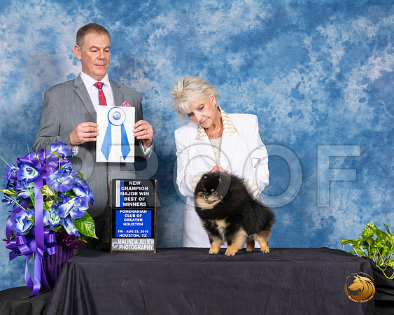 Pomeranian #7 Fri BOW NCh Judge LUIS CARLOS ESPERON__SR_6656_HR3