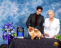 Pomeranian #24 Fri BOS Sweeps Judge Michelle Dyson