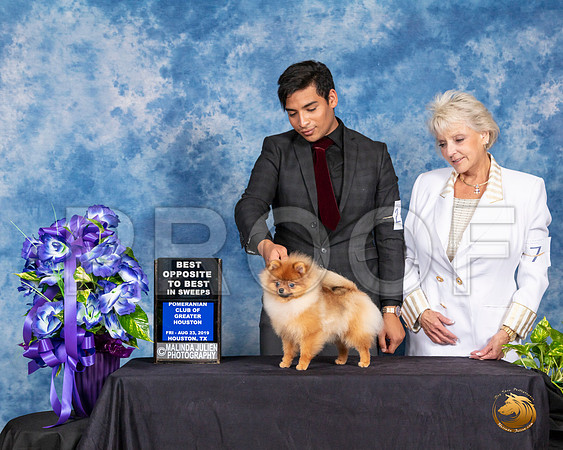 Pomeranian #24 Fri BOS Sweeps Judge Michelle Dyson__SR_6670_HR3