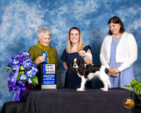 Cavalier King Charles Spaniel #26 Fri 1218B Judge Margo Klnger