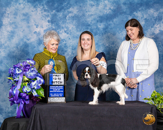 Cavalier King Charles Spaniel #26 Fri 1218B Judge Margo Klnger__SR_6733_HR3