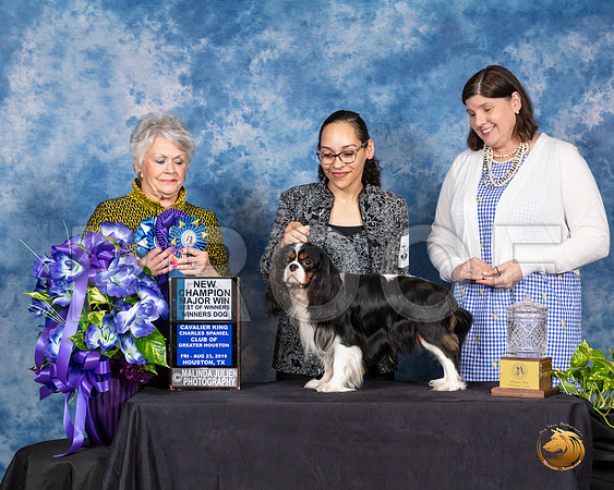 Cavalier King Charles Spaniel #27 Fri BOW NCh Judge Margo Klnger__SR_6728_HR3