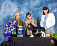 Cavalier King Charles Spaniel #36 Fri WB Judge Margo Klnger