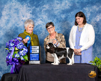 Cavalier King Charles Spaniel #38 Fri AOM Judge Margo Klnger