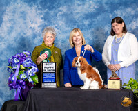 Cavalier King Charles Spaniel #6 Fri BPuppy Judge Margo Klnger
