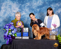 Cavalier King Charles Spaniel #7 Fri BOS BOH Judge Margo Klnger