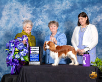 Cavalier King Charles Spaniel #9 RWB Judge Margo Klnger