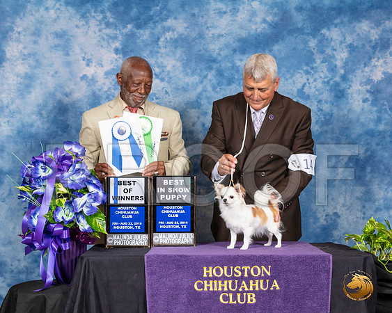Chihuahua Long Coat #14 Fri BOW BPuppy Judge Eugene Blake__SR_6711_HR3