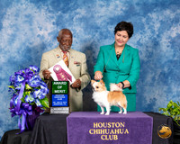 Chihuahua Long Coat #15 Fri AOM Judge Eugene Blake