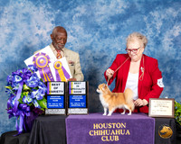 Chihuahua Long Coat #16 Fri BISS Judge Eugene Blake