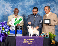 Chihuahua Long Coat #19 Fri BVet BOS Judge Eugene Blake