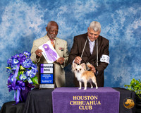 Chihuahua Long Coat #27 Fri WD Judge Eugene Blake