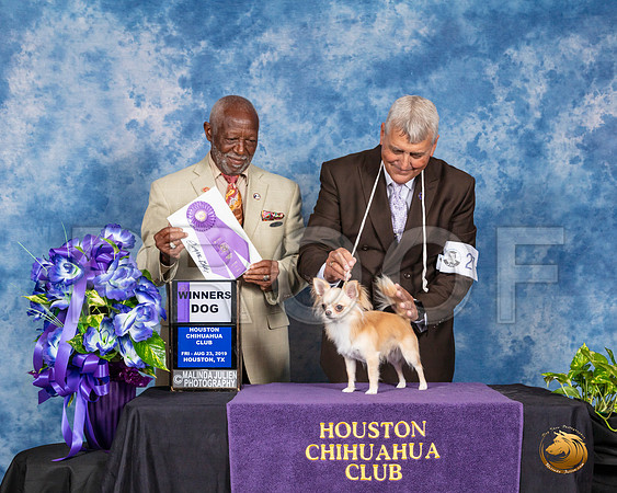 Chihuahua Long Coat #27 Fri WD Judge Eugene Blake__SR_6705_HR3