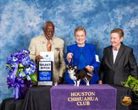 Chihuahua Long Coat #8 Fri SB Judge Eugene Blake