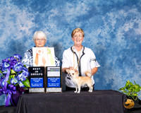 Chihuahua Smooth #? Fri BISweeps Judge Loma Foster