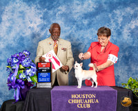 Chihuahua Smooth #11 Fri BOS Judge Eugene Blake