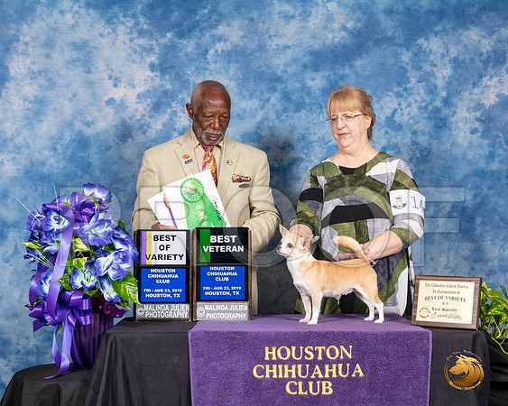 Chihuahua Smooth #14 Fri BOV BVet Judge Eugene Blake__SR_6708_HR3