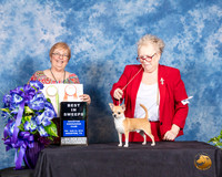 Chihuahua Smooth #17 Fri 2 BSweps Judge Cindy Stansell