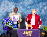 Chihuahua Smooth #17 Fri BOW Maj Judge Eugene Blake