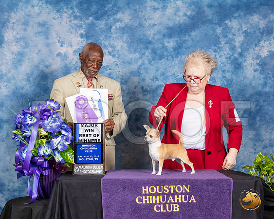 Chihuahua Smooth #17 Fri BOW Maj Judge Eugene Blake__SR_6688_HR3