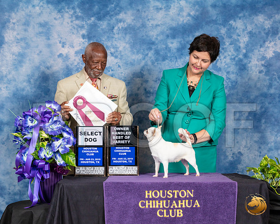 Chihuahua Smooth #9 Fri SD OHBOV Judge Eugene Blake__SR_6719_HR3