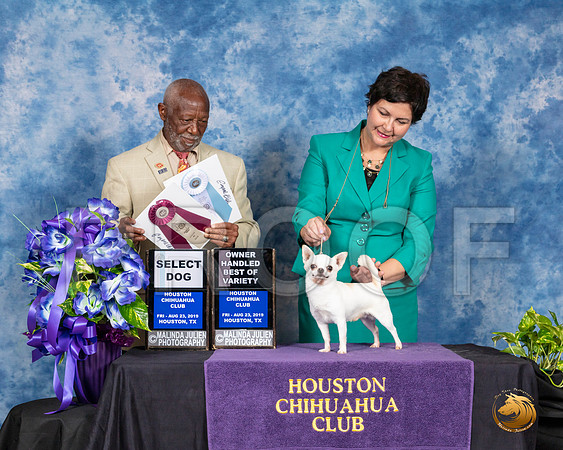 Chihuahua Smooth #9 Fri SD OHBOV Judge Eugene Blake__SR_6720_HR3
