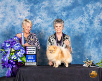 Pomeranian #10 Fri 2 RWB Judge Lew Olsen