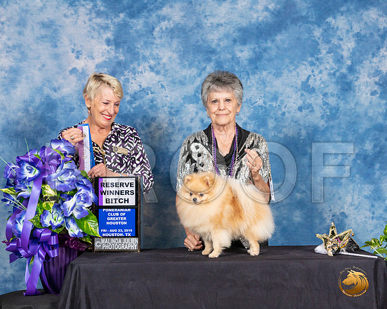 Pomeranian #10 Fri 2 RWB Judge Lew Olsen__SR_6792_HR3
