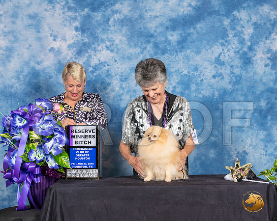 Pomeranian #10 Fri 2 RWB Judge Lew Olsen__SR_6795_HR3