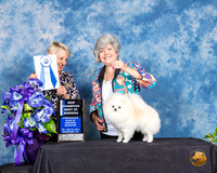 Pomeranian #18 Fri 2 WB BOW Judge Lew Olsen