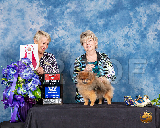 Pomeranian #20 Fri 2 BOS Judge Lew Olsen__SR_6804_HR3