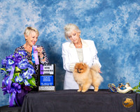 Pomeranian #27 Fri 2 WD Maj Judge Lew Olsen