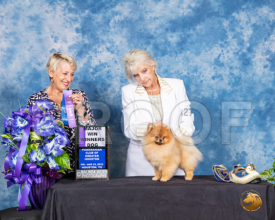 Pomeranian #27 Fri 2 WD Maj Judge Lew Olsen__SR_6808_HR3