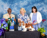 Cavalier King Charles Spaniel #12 Fri 2 Judge Eugene Blake