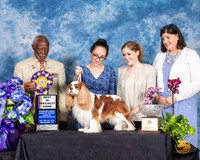Cavalier King Charles Spaniel #23 Fri 2 BISS Judge Eugene Blake